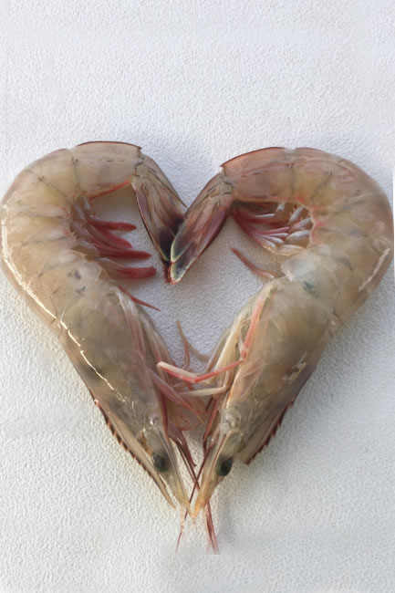 gal_shrimp_heart.jpg
