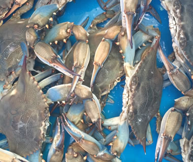 Blue crabs